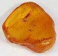 Fossil Fungas Gnat & Aphid In Baltic Amber #38897-4